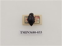 藏品(埋葬蟲)的圖片